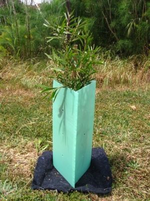 Los PP acanalaron a los guardias plásticos de Corflute Sustainable Tree del guardia del árbol