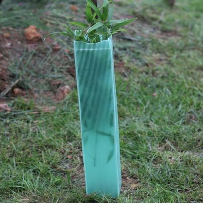 Corflute acanaló a guardias plásticos plásticos del árbol del abrigo 2m m del árbol difícilmente