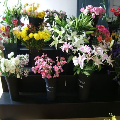 El soporte de exhibición floral negro de Coroplast PP acanaló el artículo plástico de 4 pasos