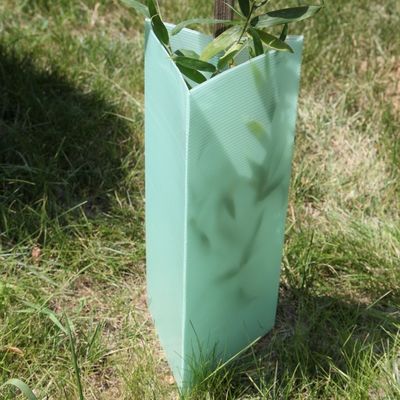 El triángulo acanaló a guardias plásticos de la planta de los guardias 2m m Corflute del árbol
