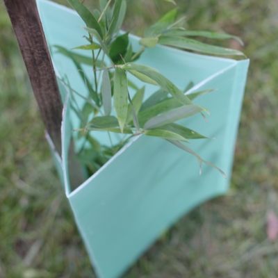 protectores plásticos del tronco de árbol del árbol de 2m m Corflute del triángulo acanalado de los guardias