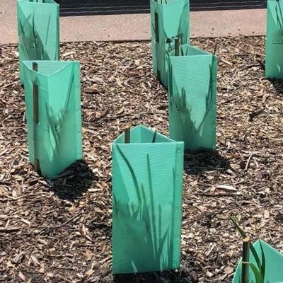 3 mm de plástico verde Corflute Tree Guards Protector UV a prueba de agua