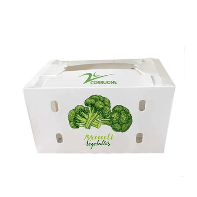 Caja de vegetales de polipropileno coroplástico personalizado de plástico corrugado de PP