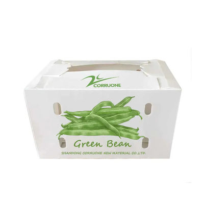 Caja de vegetales de polipropileno coroplástico personalizado de plástico corrugado de PP
