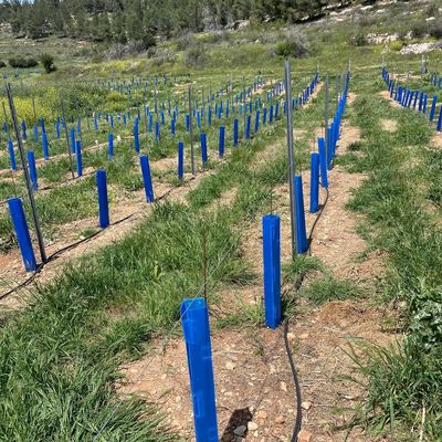 Corflute Tree Guard adecuado para jardineros, jardineros y viveros de árboles que buscan tubos de protección de plántulas duraderos