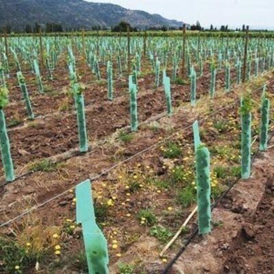 PP Tree Guard es ligero, duradero, impermeable y fácil de instalar, protege a los árboles jóvenes del viento, los animales y los daños, con tamaños, colores, espesores y diseños personalizables.